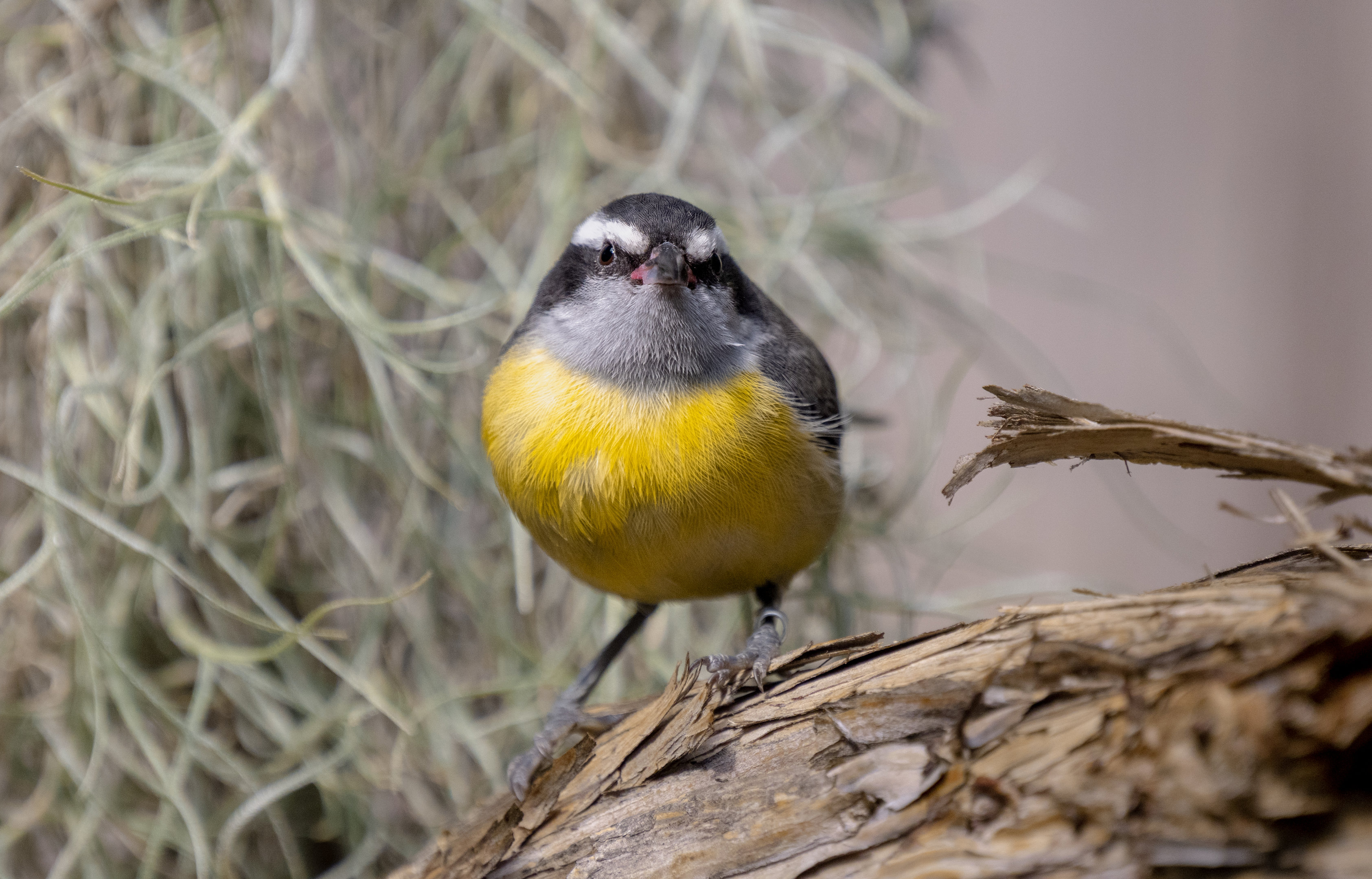 Bananaquit