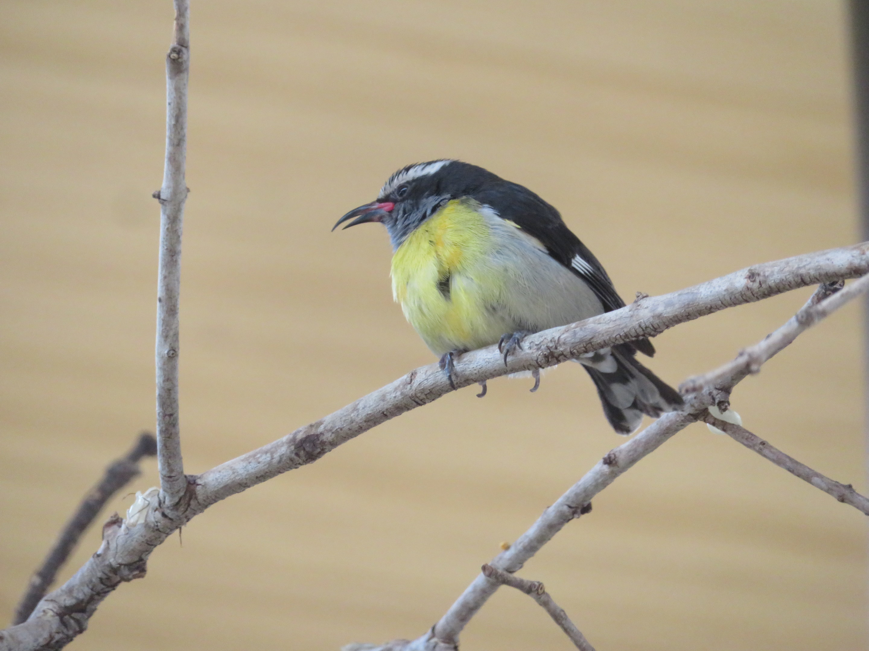 Bananaquit
