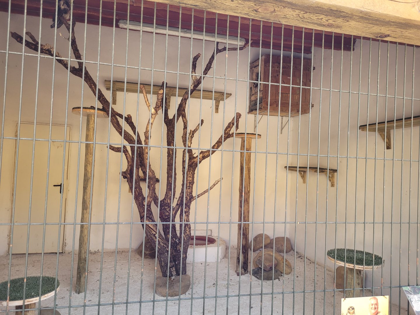 Band-bellied owl exhibit -Tierra Rapaz (2024)