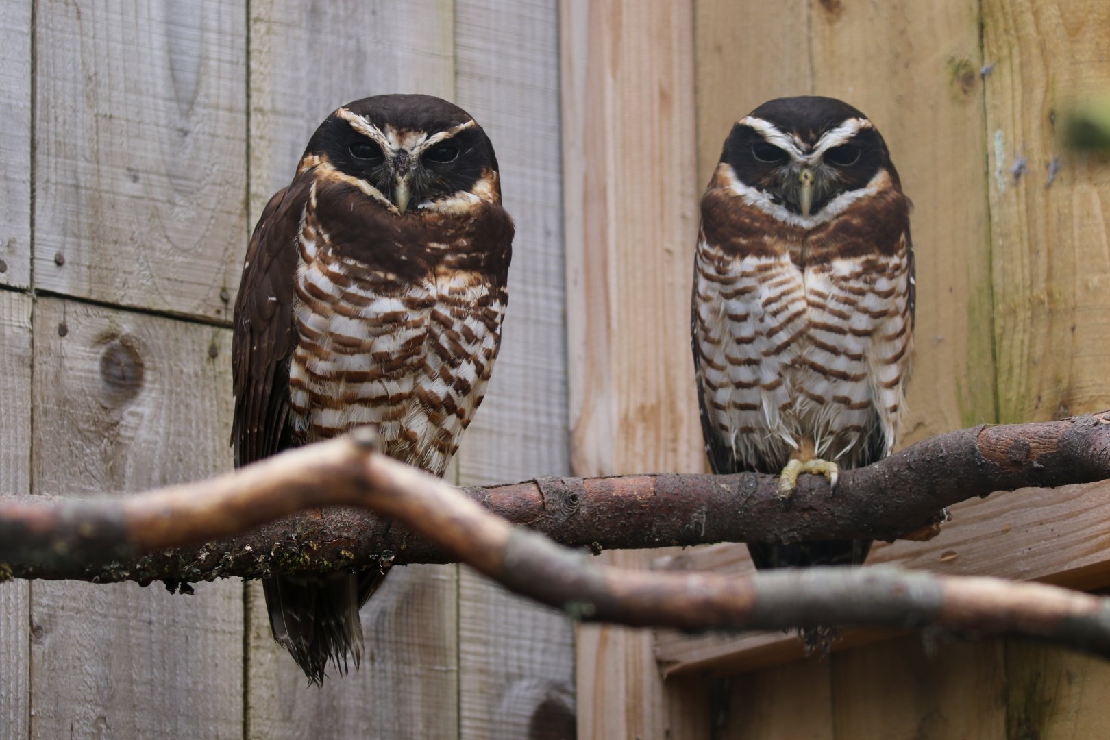 Band-bellied Owls (pulsatrix melanota)