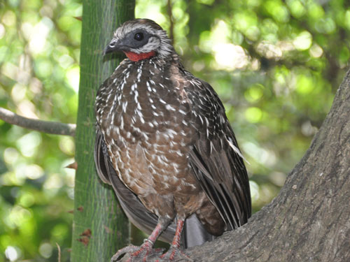 Band-tailed guan / Penelope argyrotis colombiana at Aviario Nacional de Colombia