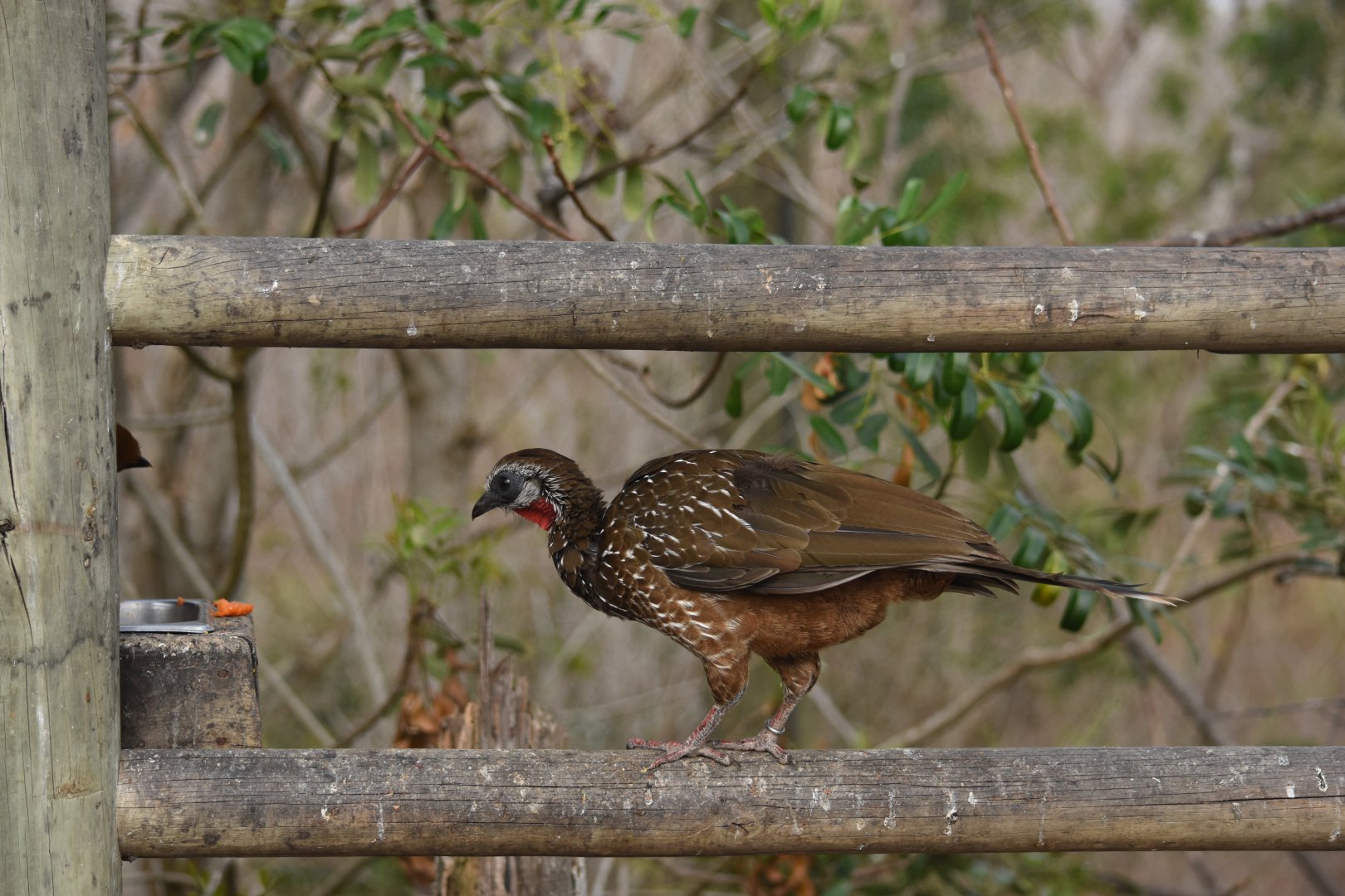 Band-tailed guan (Penelope argyrotis)