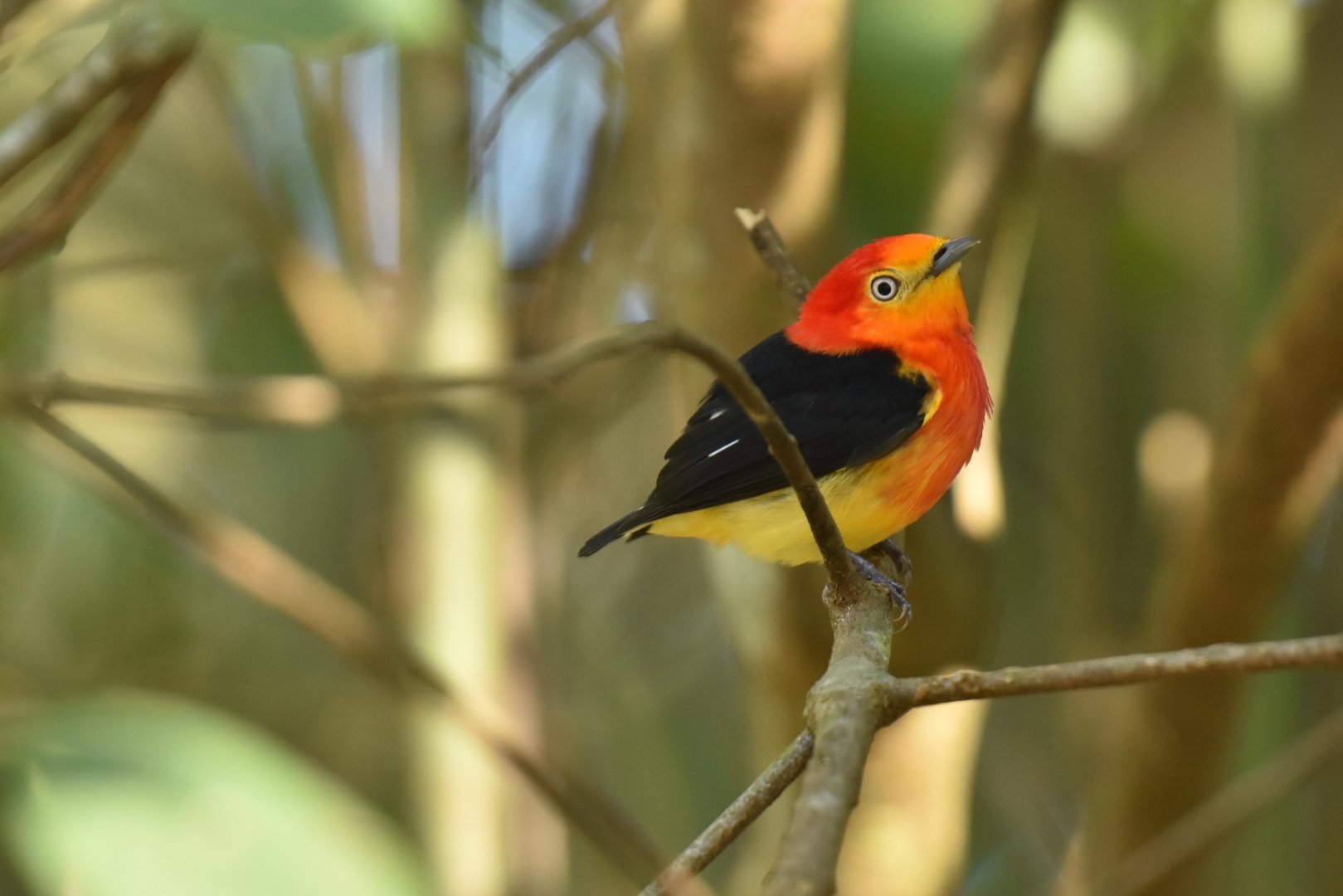 Band-tailed Manakin (Pipra fasciicauda)