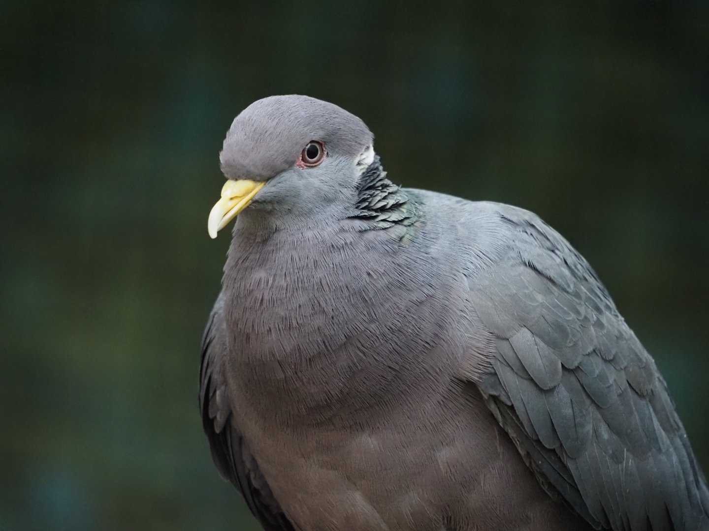 Band-Tailed Pigeon 1