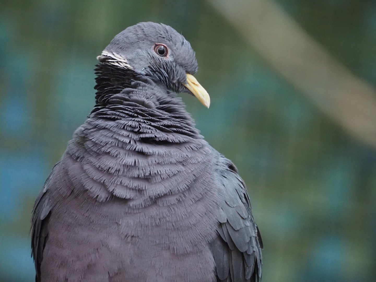 Band-Tailed Pigeon 2