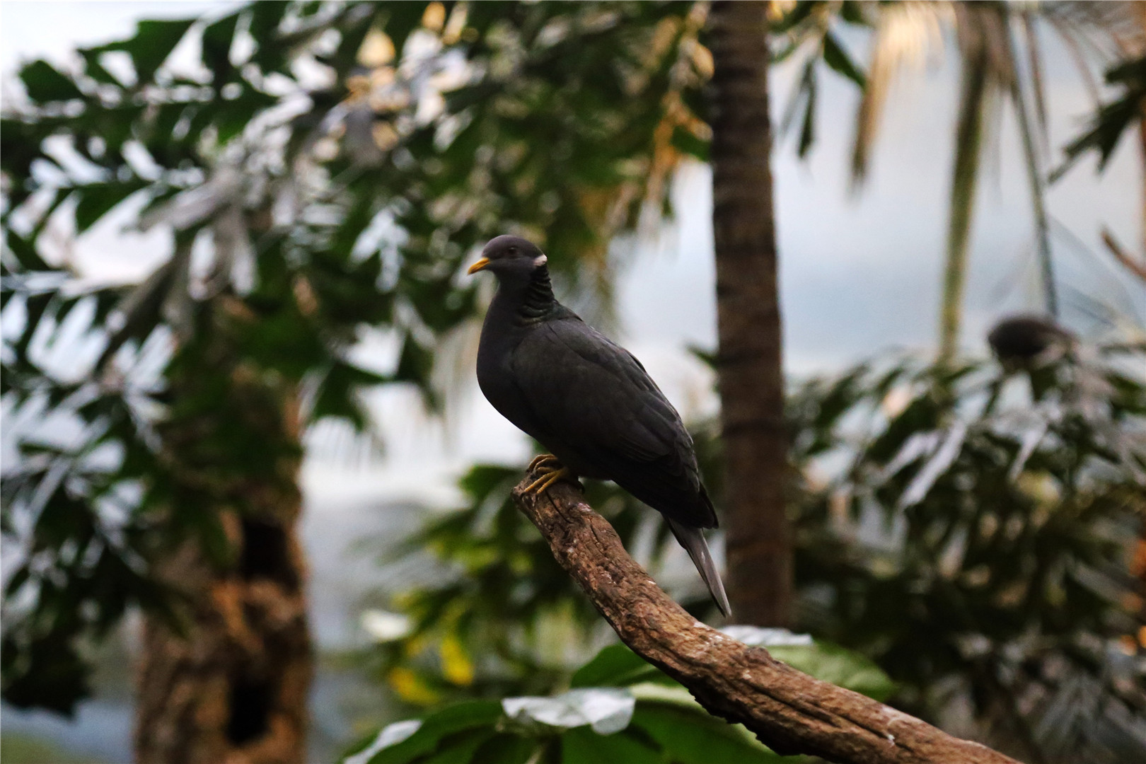 Band-tailed pigeon (Patagioenas fasciata)