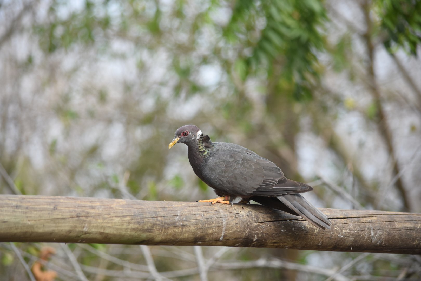Band-tailed pigeon (Patagioenas fasciata)