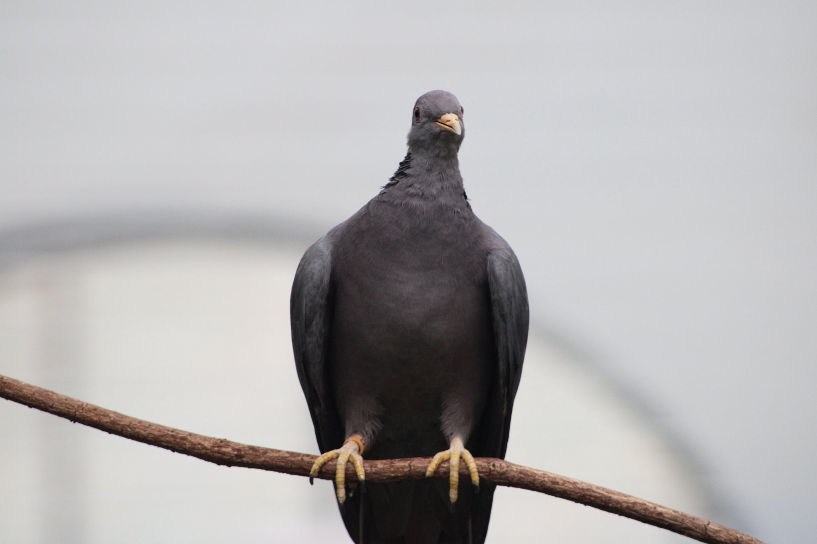 Band-Tailed Pigeon (Patagioenas fasciata)