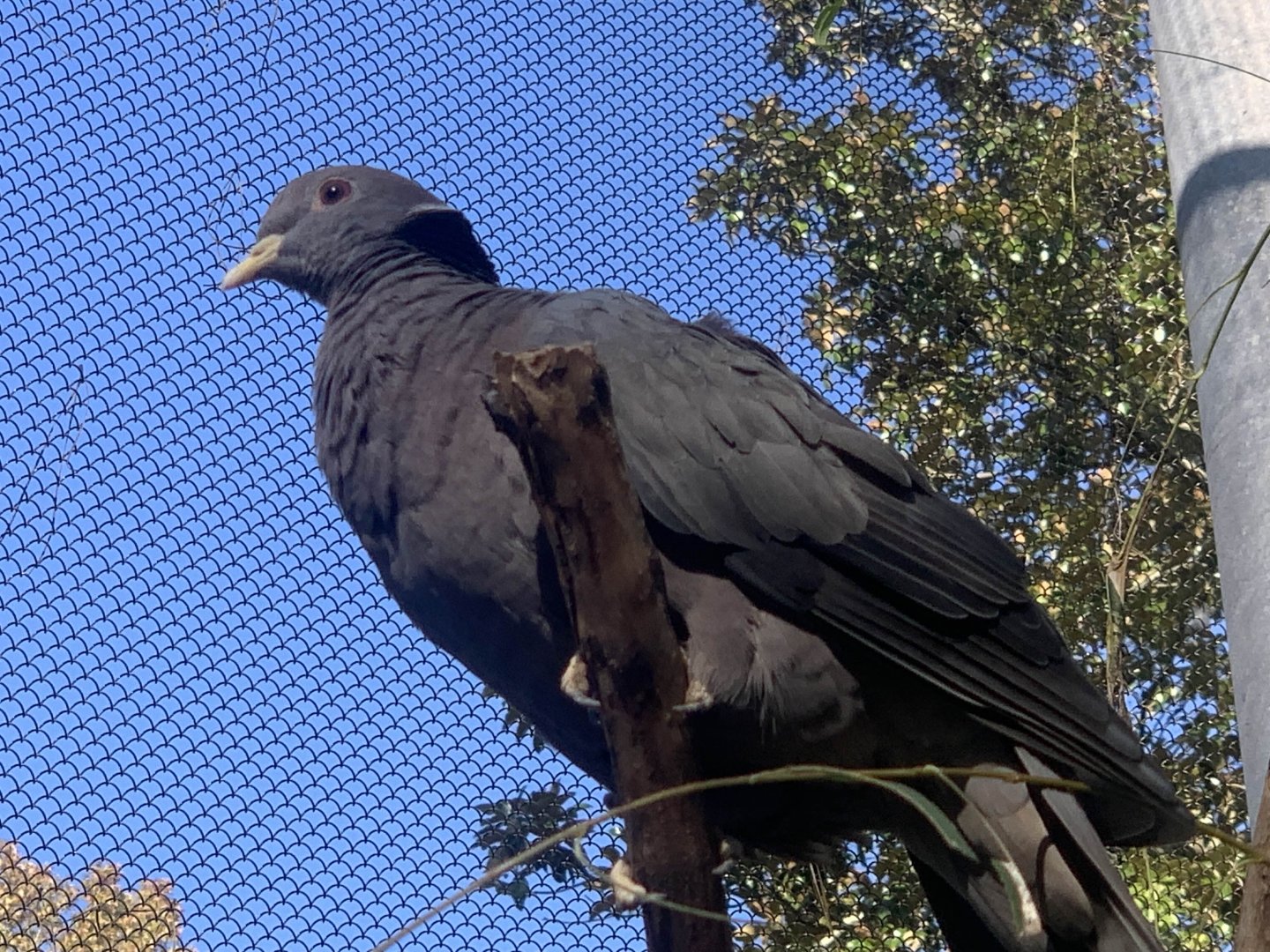 Band-Tailed Pigeon (Patagioenas fasciata)