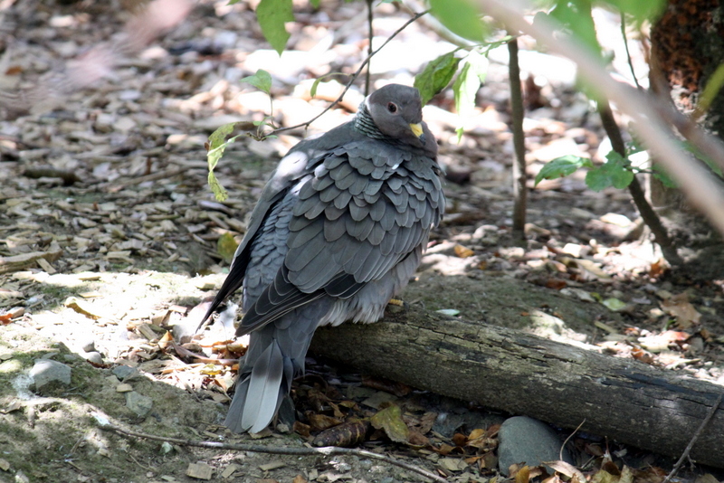 Band-tailed Pigeon