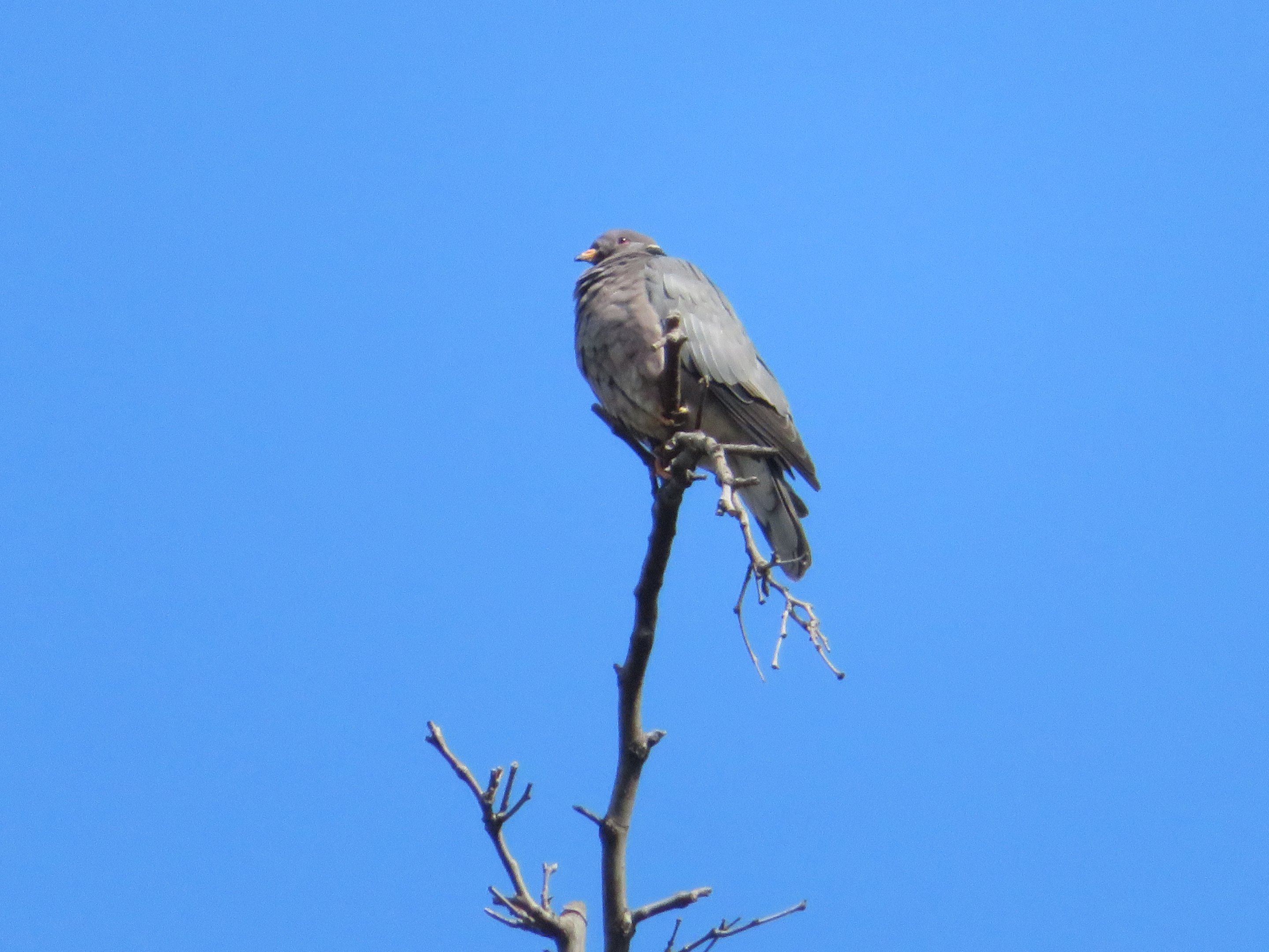 Band-tailed Pigeon