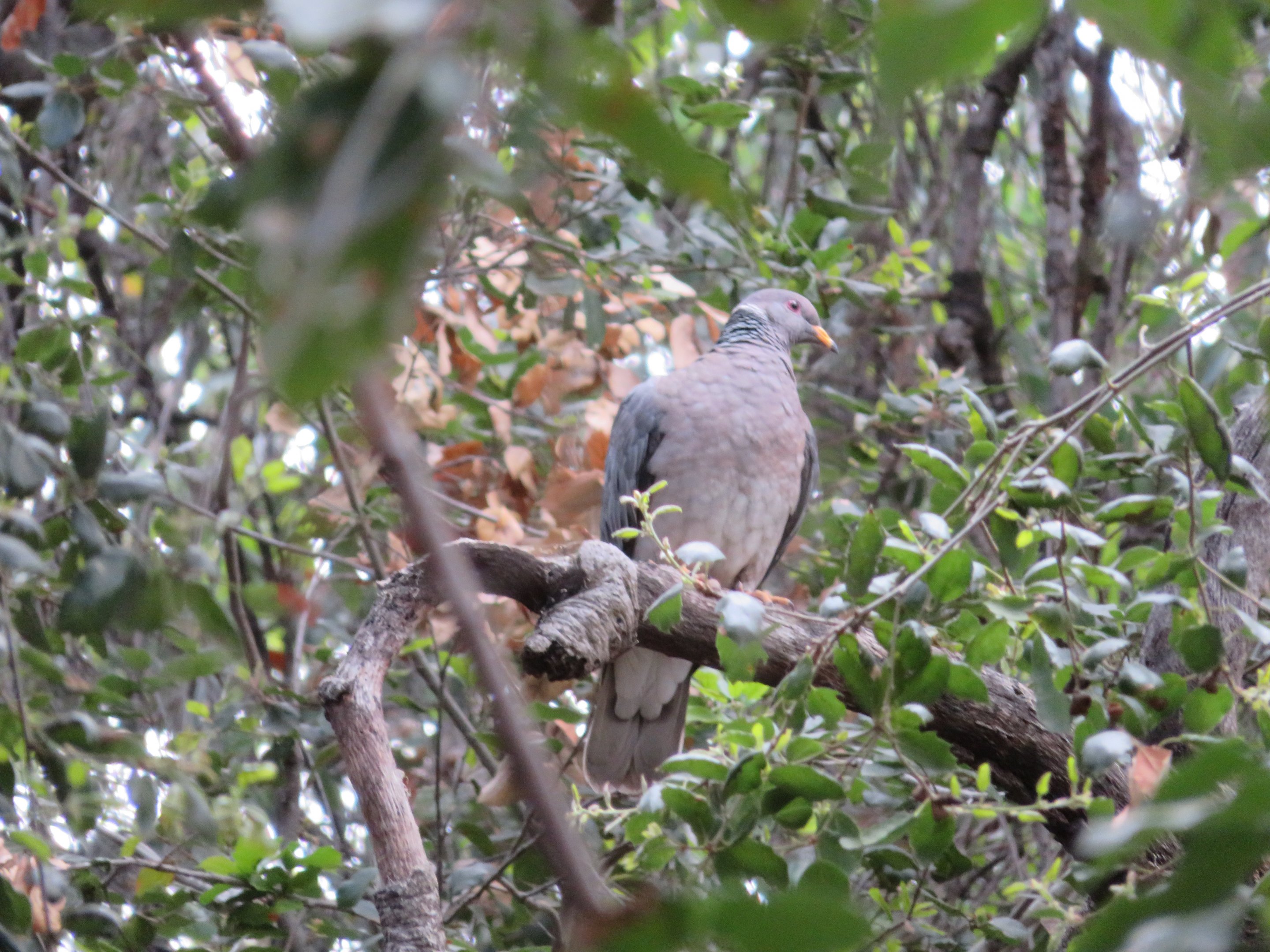 Band-tailed Pigeon