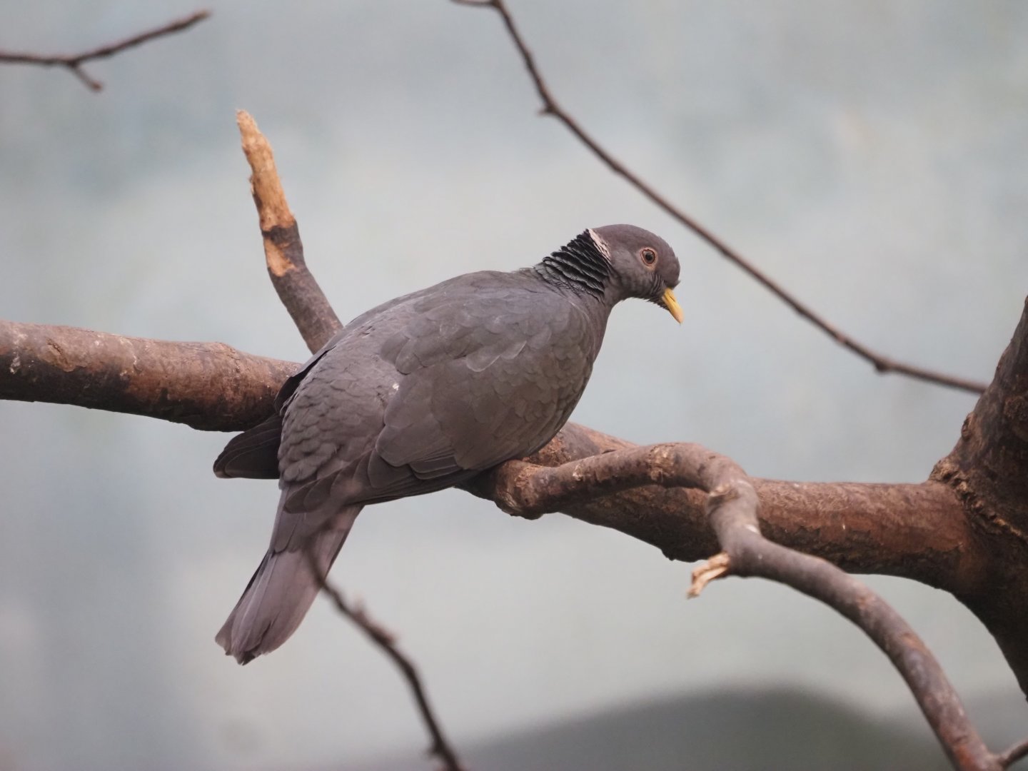 Band-Tailed Pigeon
