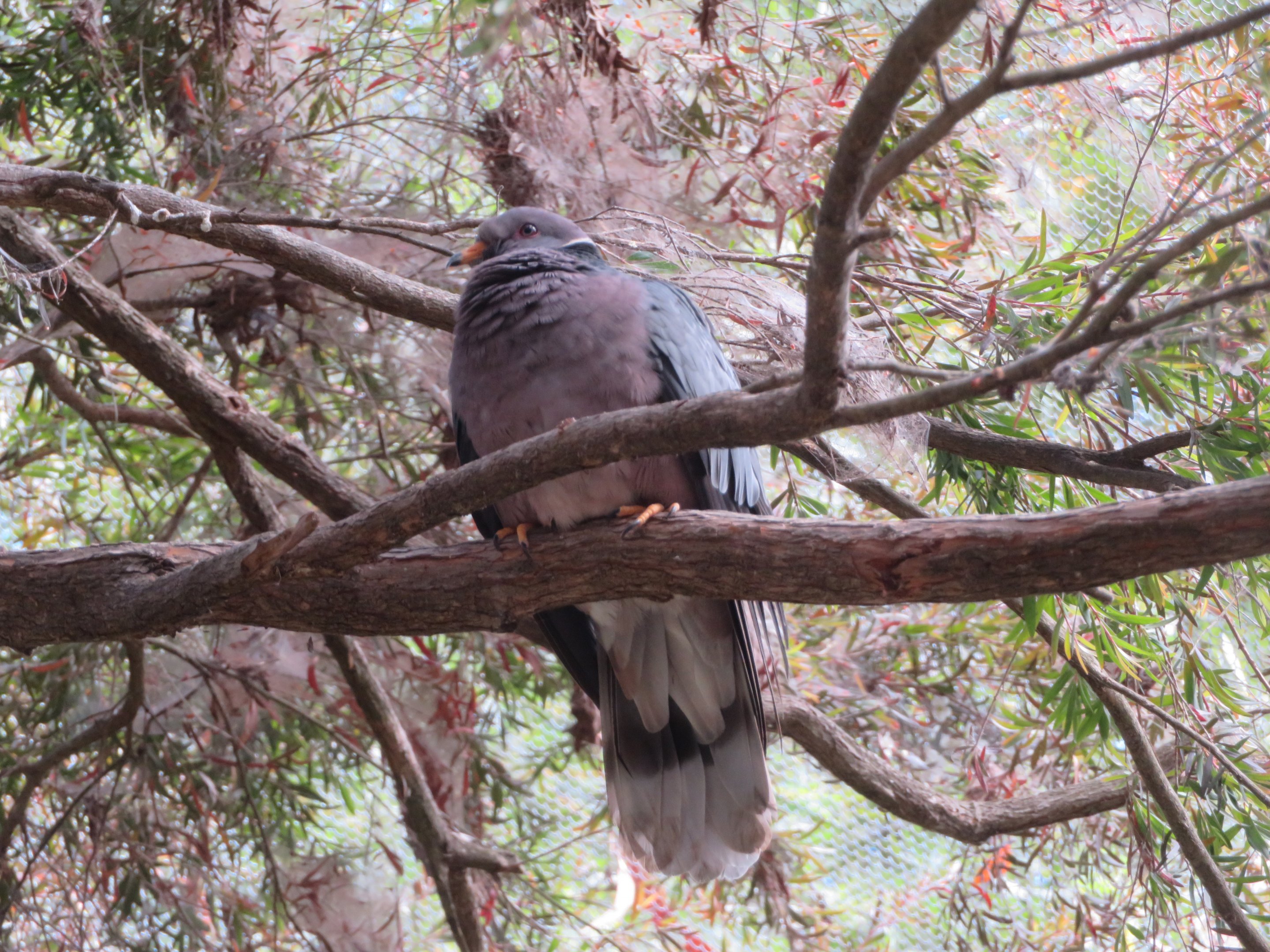 Band-tailed Pigeon