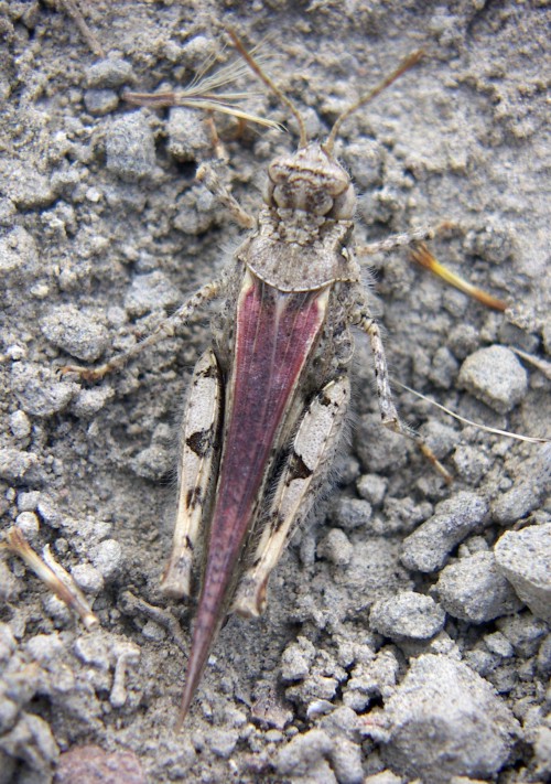 Band-winged Grasshopper (Acrotylus insubricus)