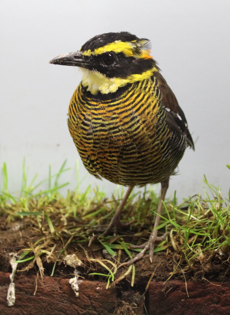 Banda Sea pitta - Pitta vigrosii