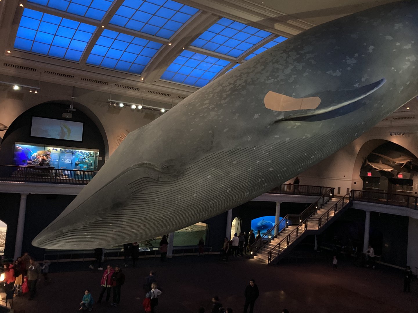 Bandaged Blue Whale? - Milstein Hall of Ocean Life