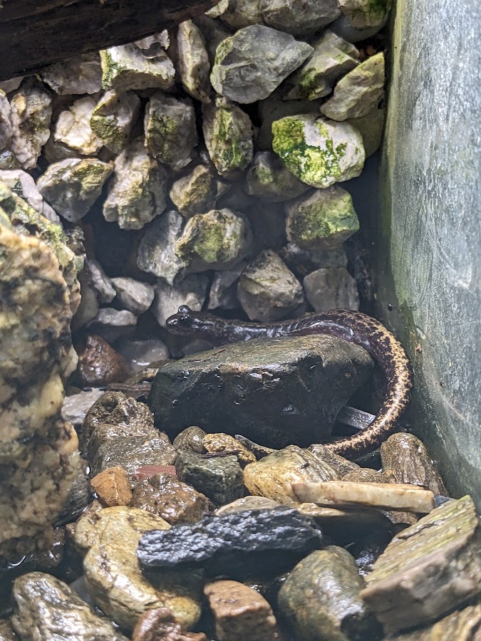 Bandai clawed salamander (Onychodactylus intermedius)