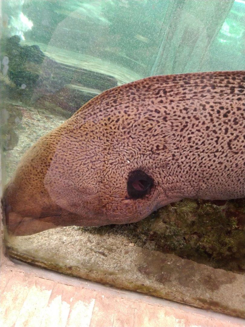 Bandar Djakarta Restaurant - Giant Moray (Gymnothorax javanicus)