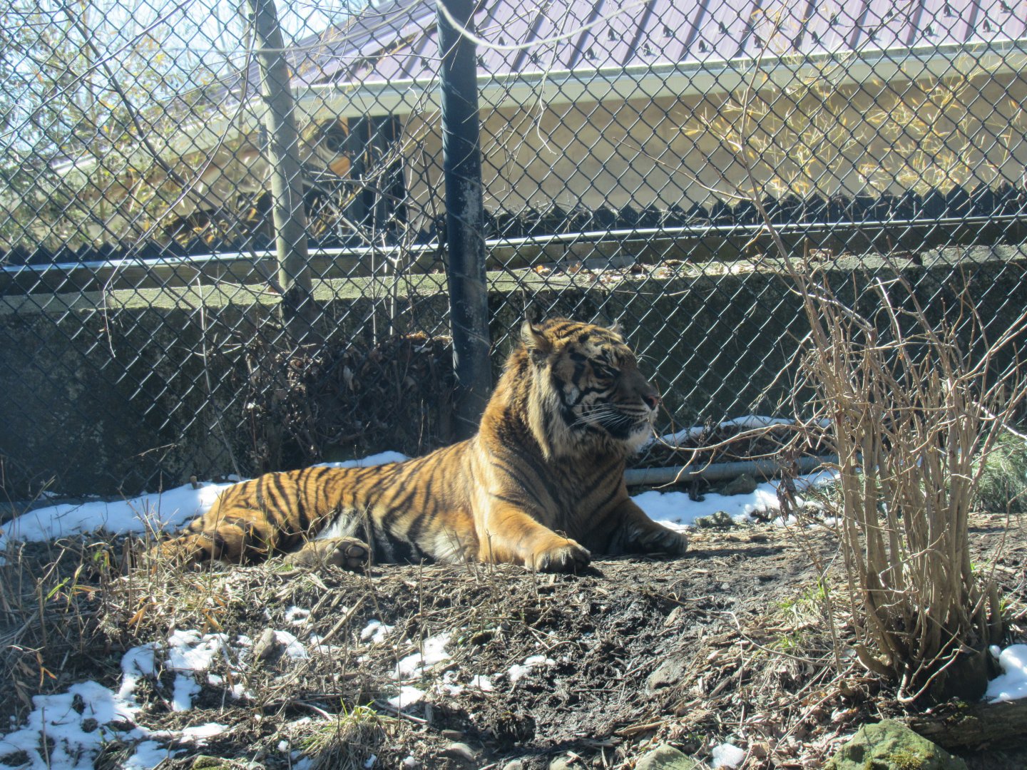 Bandar, the Sumatran tiger