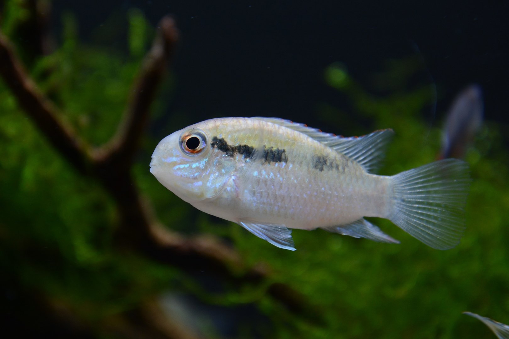 Banded acara (Bujurquina vittata)