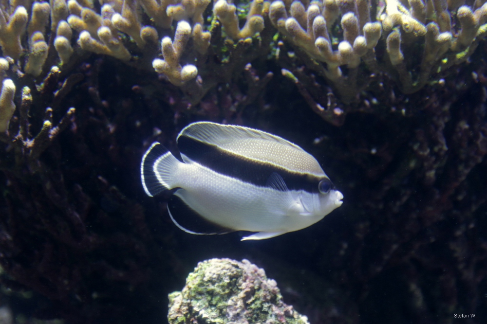 banded angelfish (Apolemichthys arcuatus)