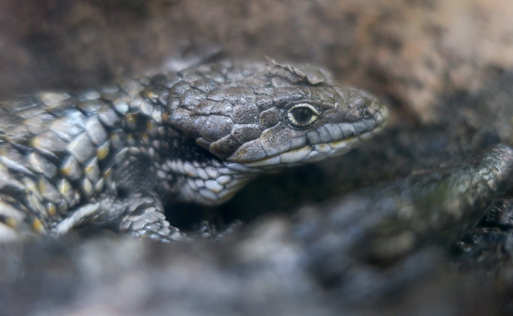 Banded Arboreal Alligator Lizard (Abronia taeniata)