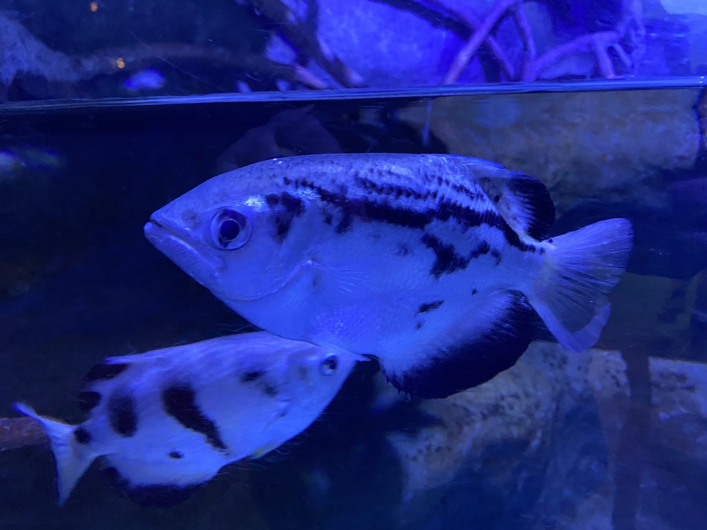 Banded archer fish 160220