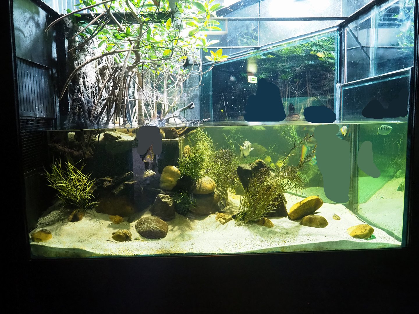 Banded archerfish and Atlantic mudskipper exhibit, 2023-08-17