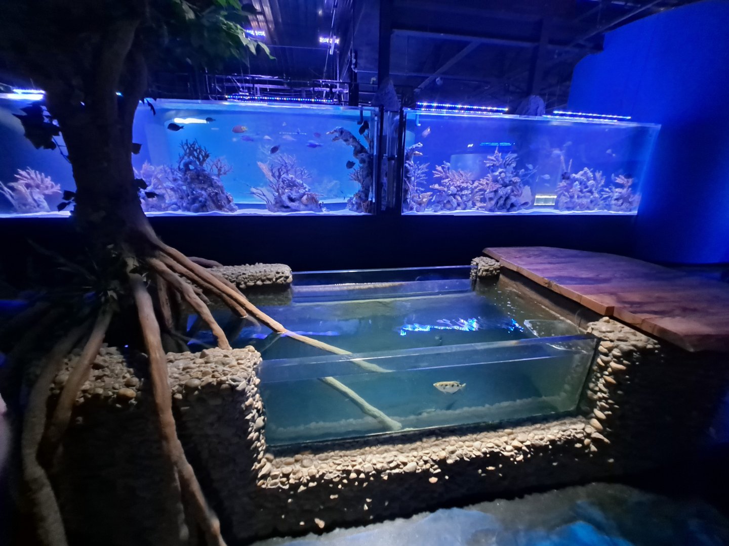 Banded Archerfish and First Reef Tanks (4/19/25)