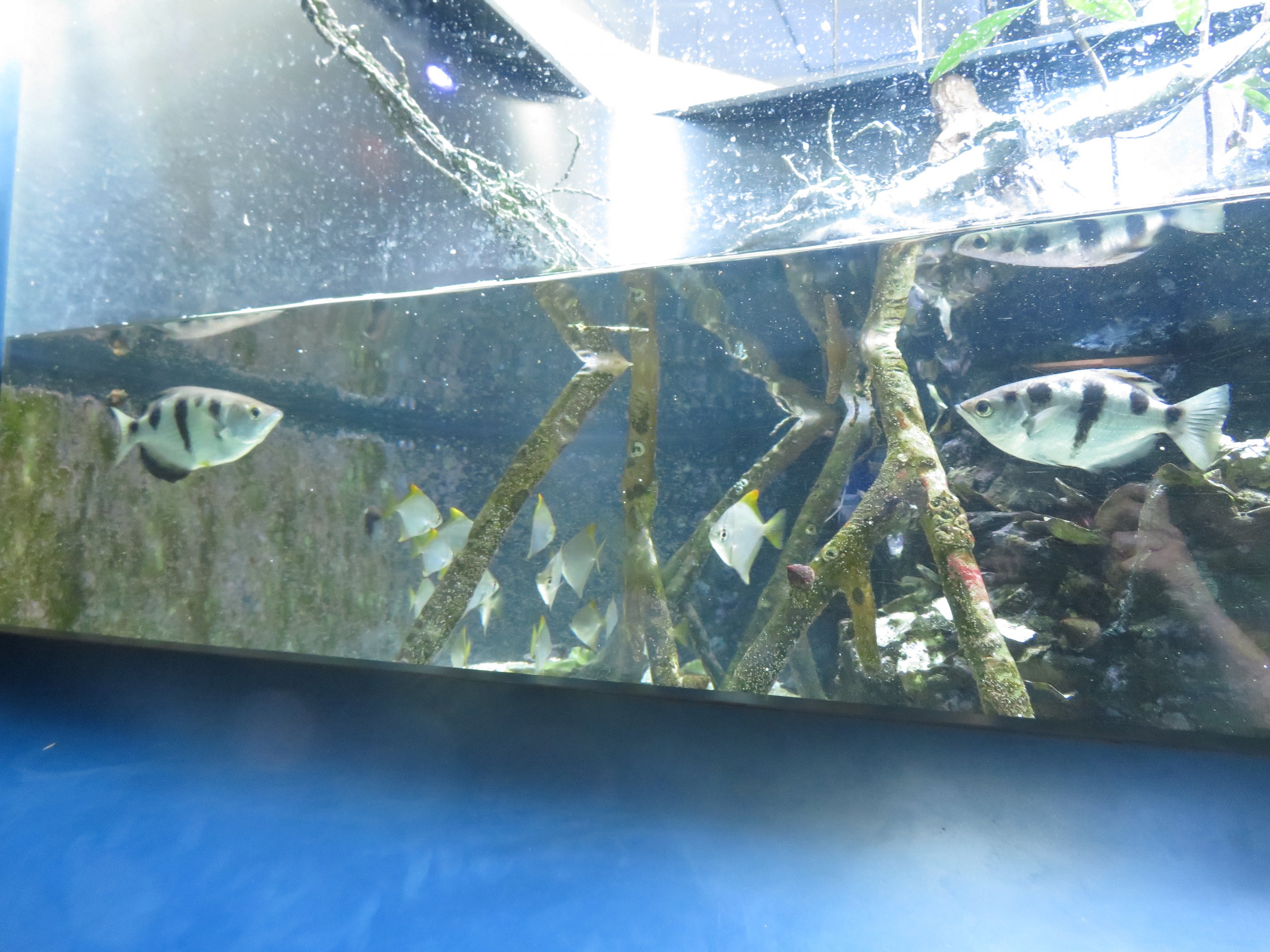 Banded Archerfish and Silver Moony