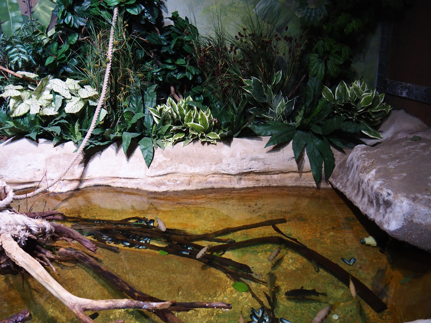 Banded archerfish and spotted scat aquarium, 2019-10-05