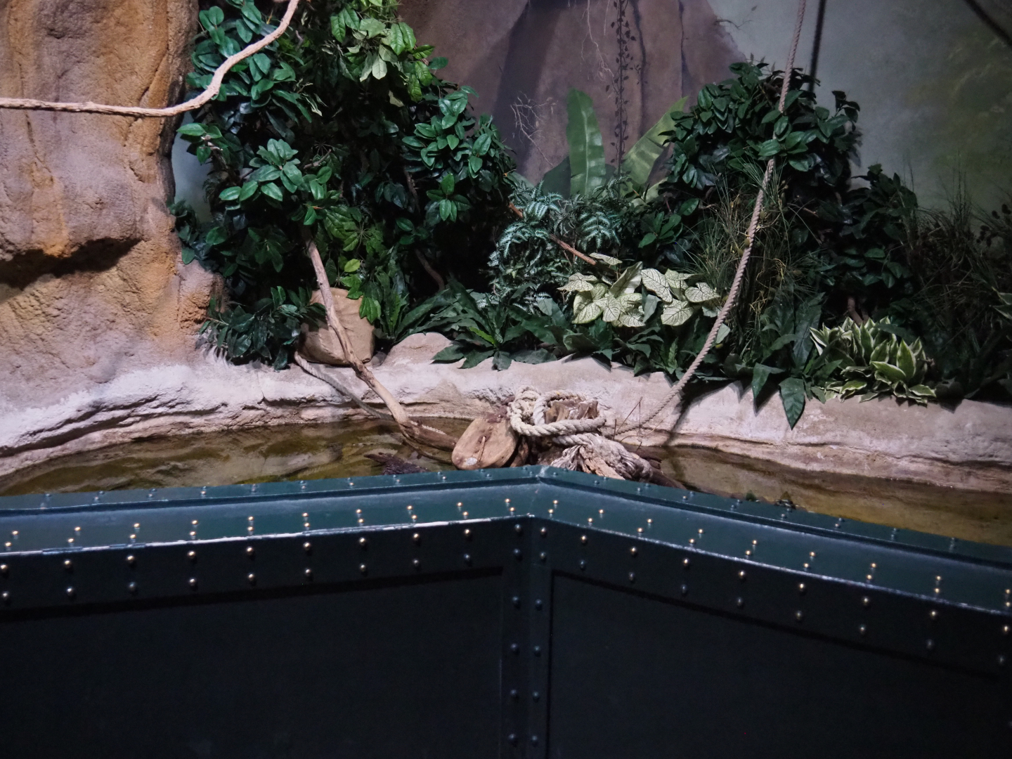 Banded Archerfish and Spotted scat tank, 2020-09-03