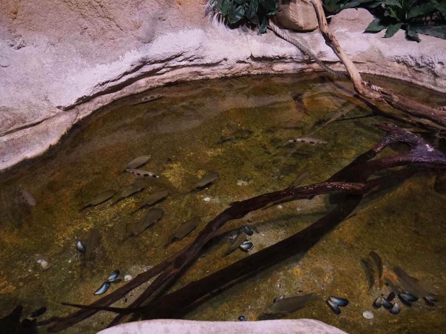 Banded Archerfish and Spotted scat tank, 2020-09-03