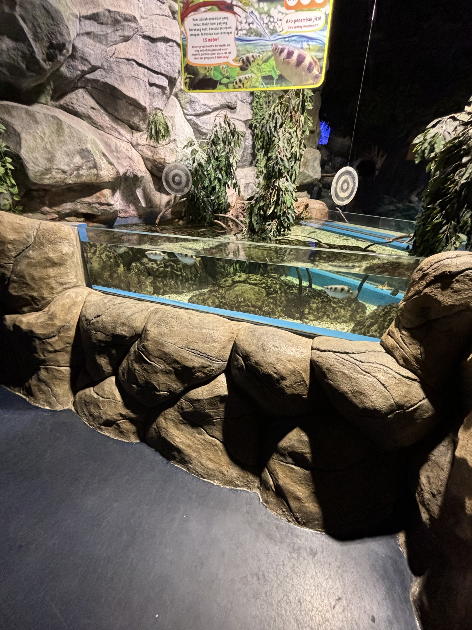 Banded Archerfish Open-topped Exhibit