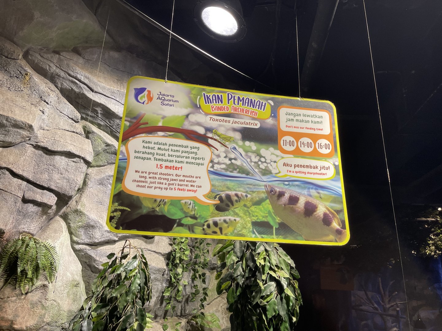 banded archerfish signage