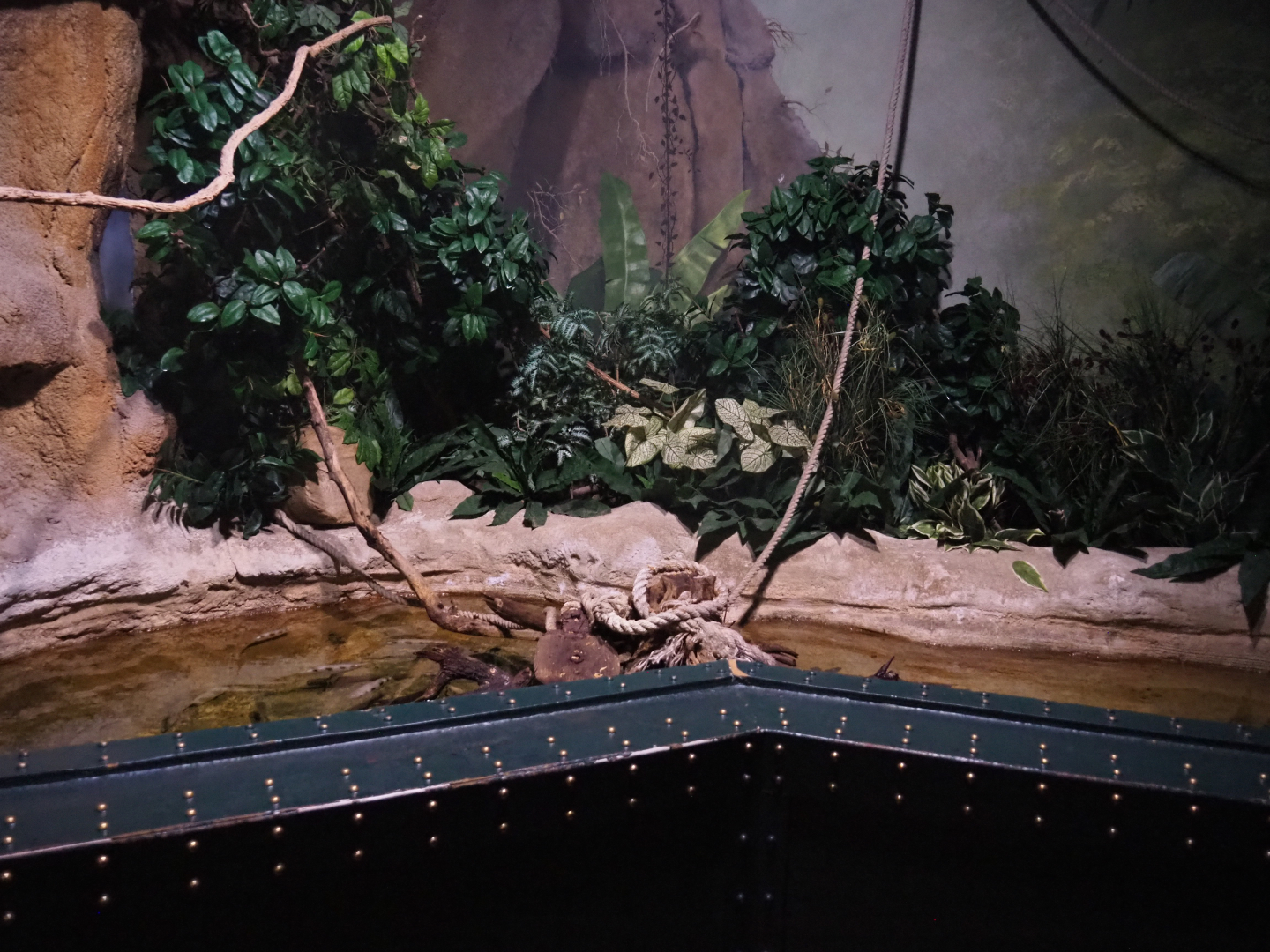 Banded archerfish, Silver moony and Spotted scat tank, 2022-09-14