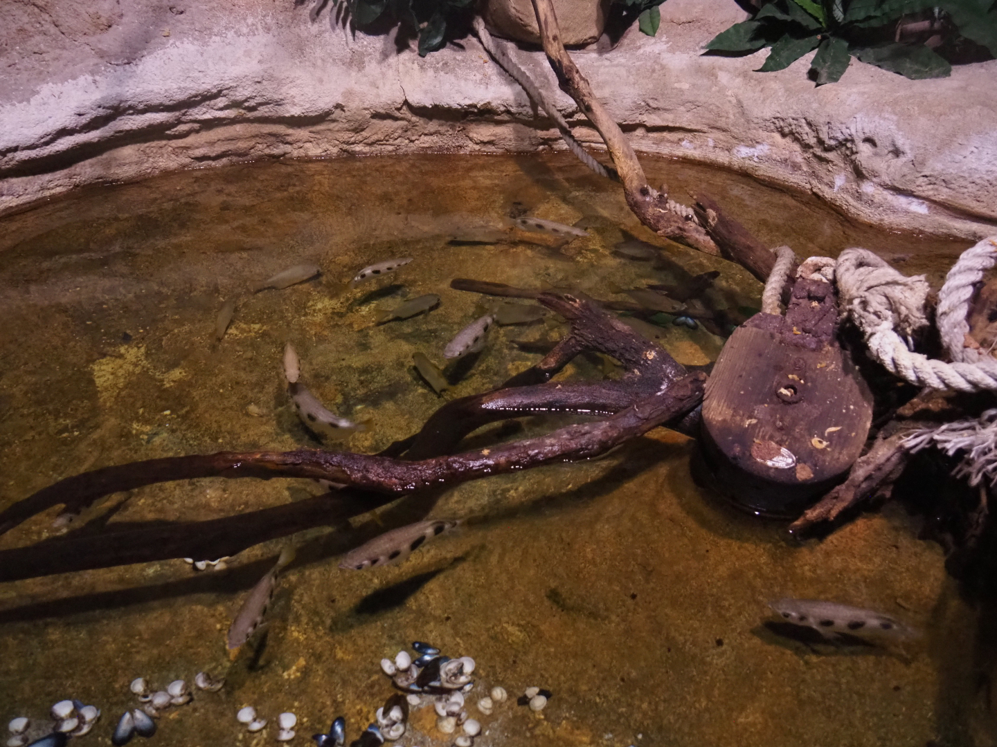 Banded archerfish, Silver moony and Spotted scat tank, 2022-09-14
