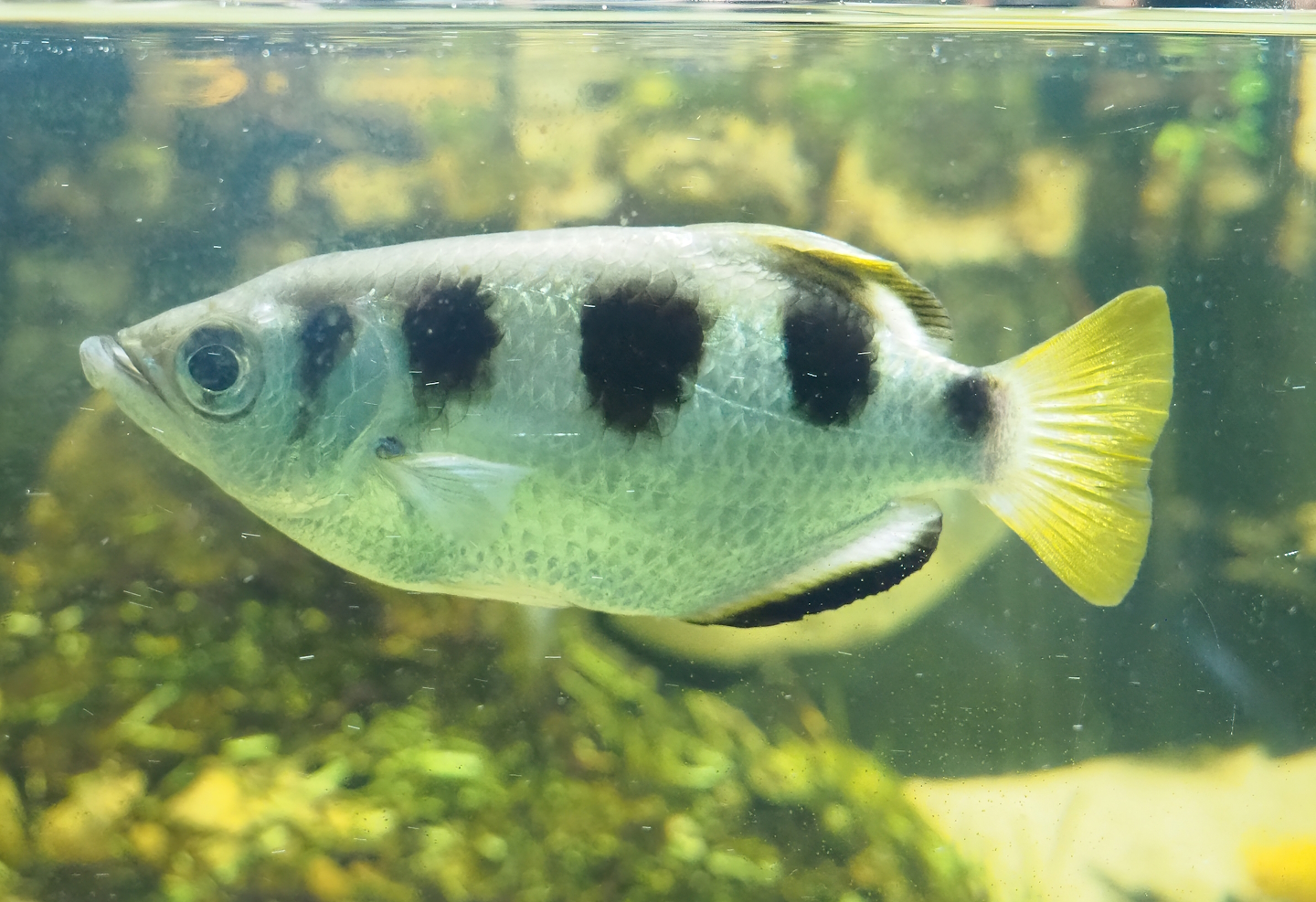 Banded archerfish (Toxotes jaculatrix), 2023-08-17