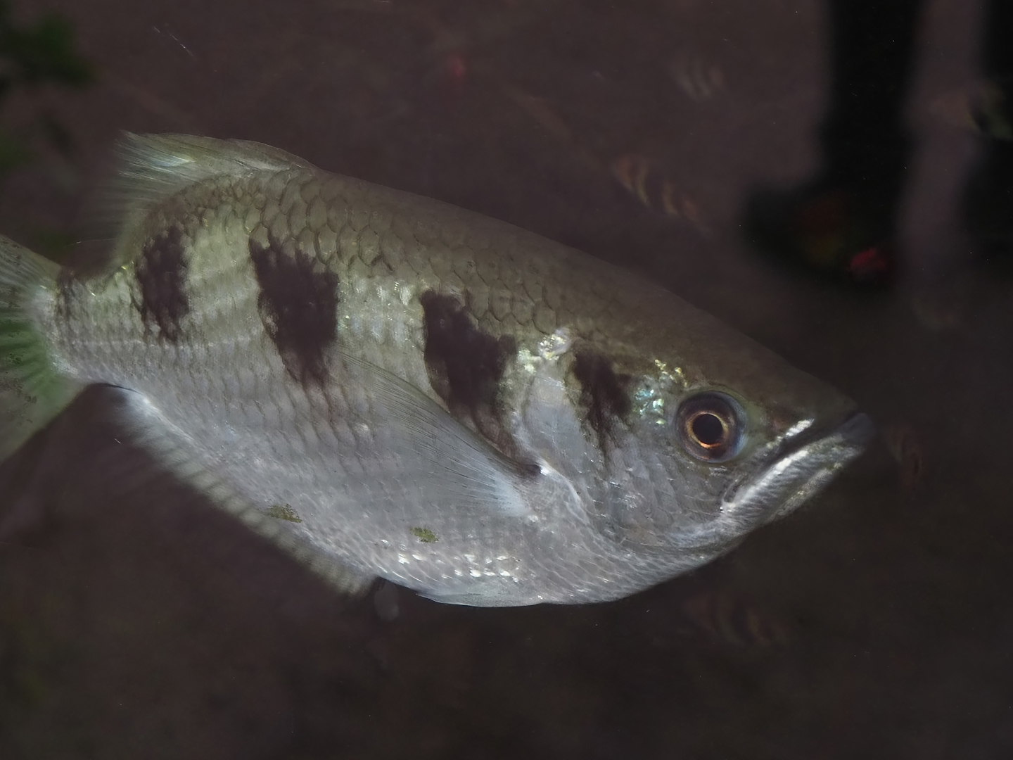 Banded archerfish (Toxotes jaculatrix), 2024-06-23