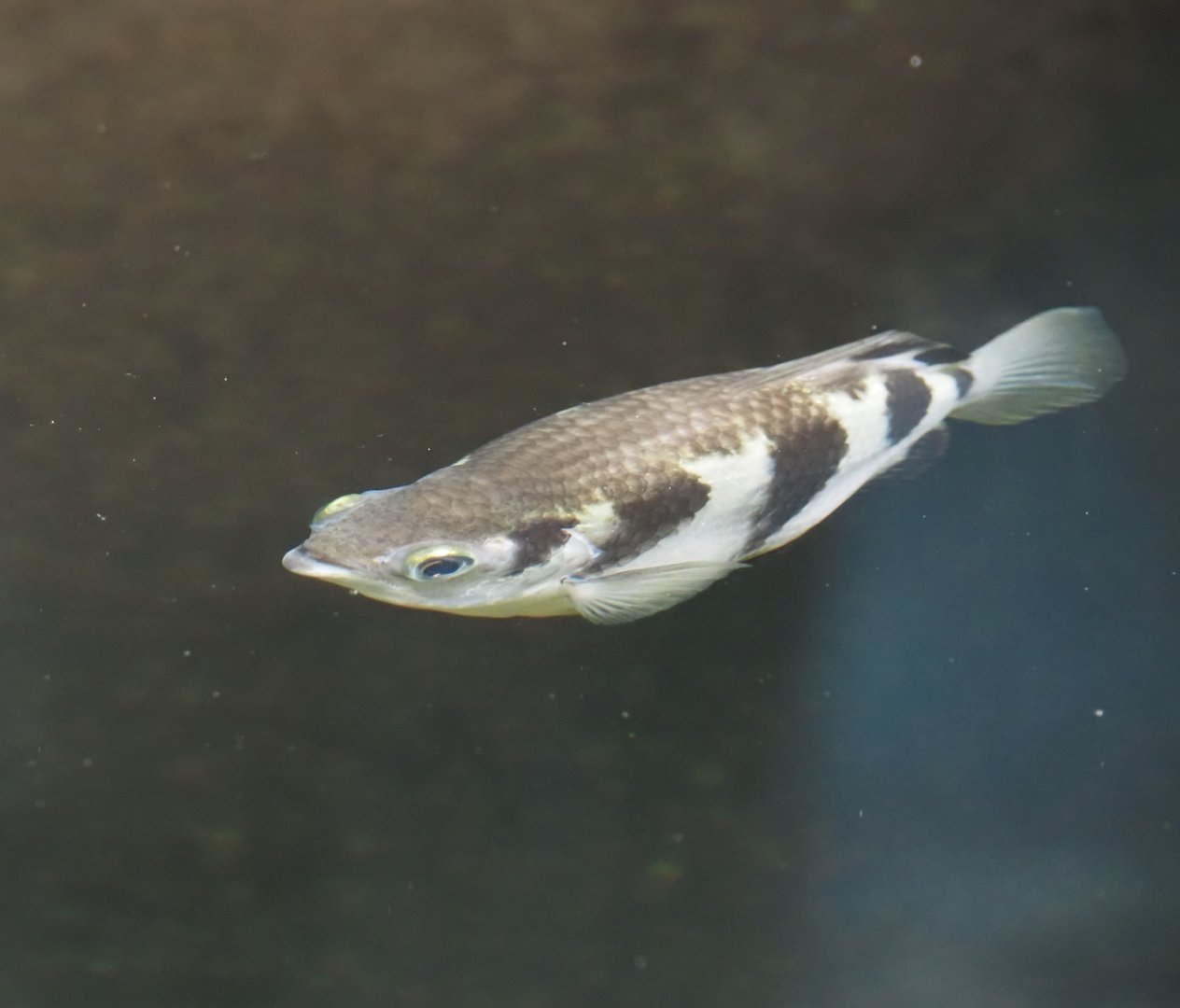 Banded archerfish (Toxotes jaculatrix), 2024-06-30