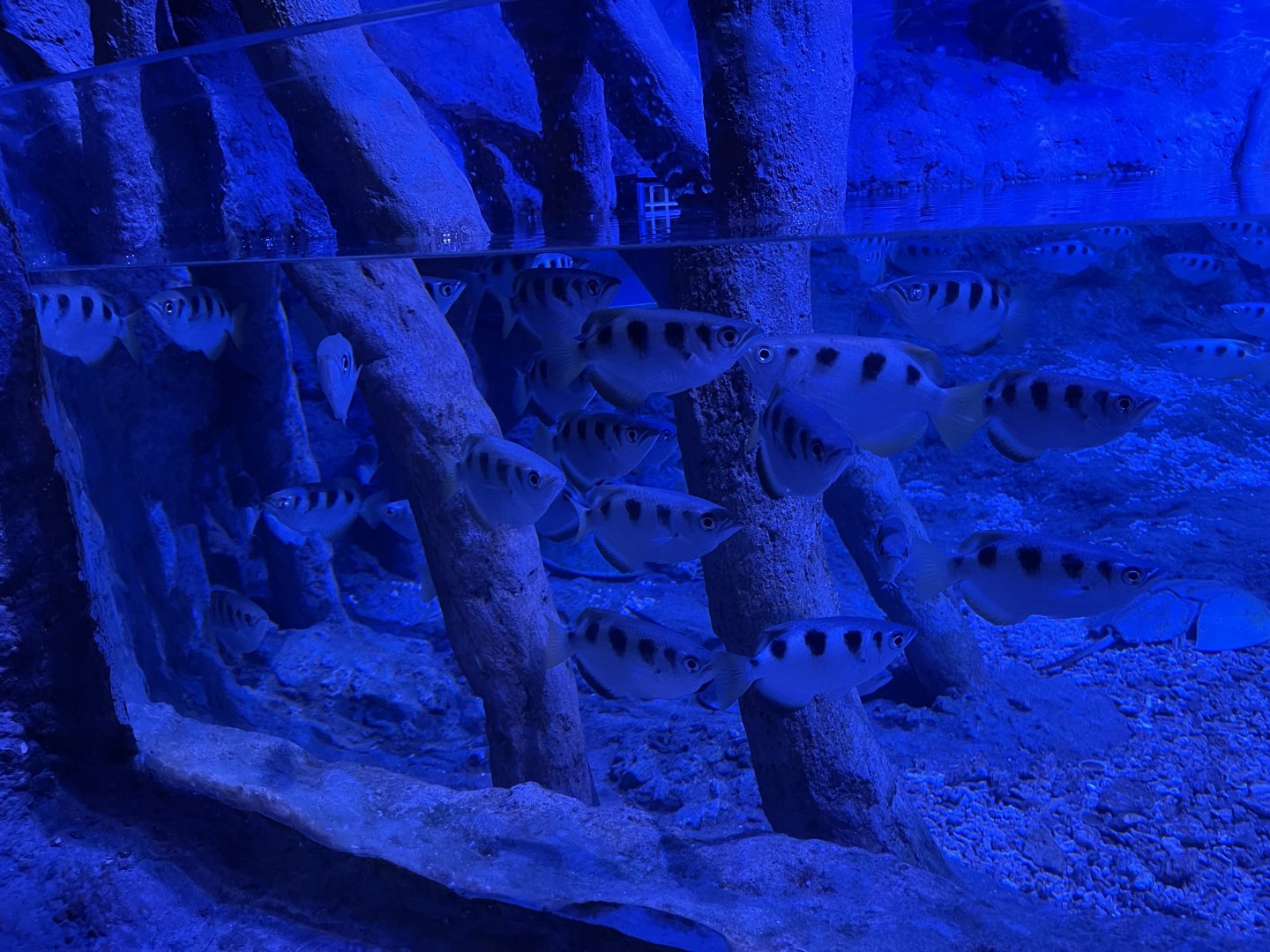 banded archerfish (toxotes jaculatrix) - BX Sea