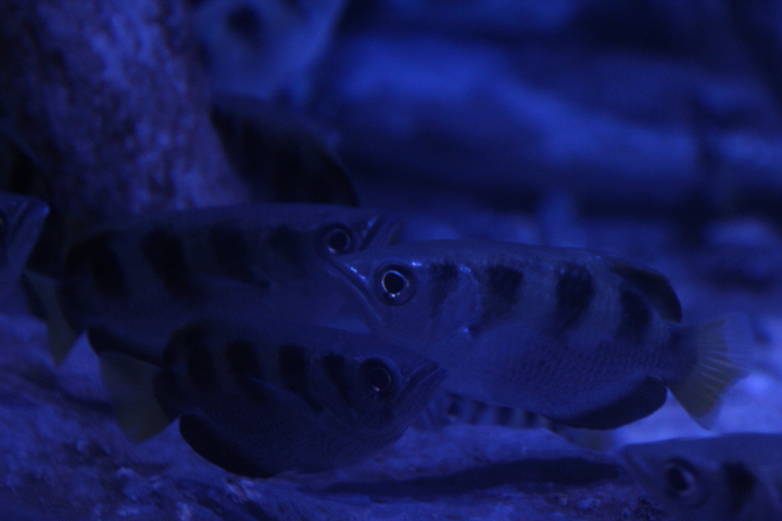 Banded archerfish (Toxotes jaculatrix) - BXSea