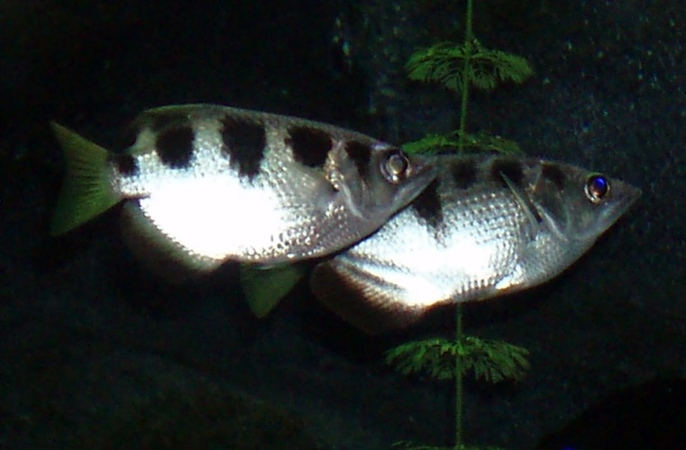 Banded Archerfish (Toxotes jaculatrix)