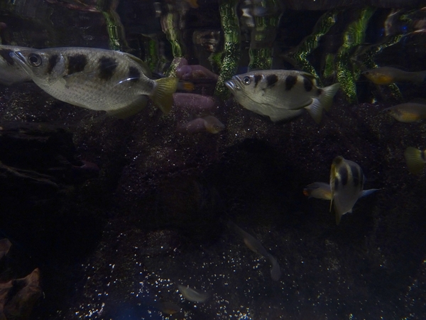 Banded archerfish (Toxotes jaculatrix)