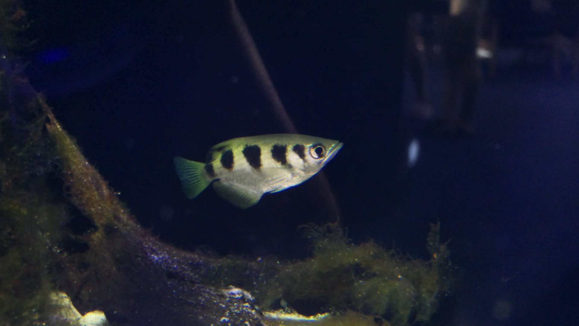 Banded Archerfish (Toxotes jaculatrix)