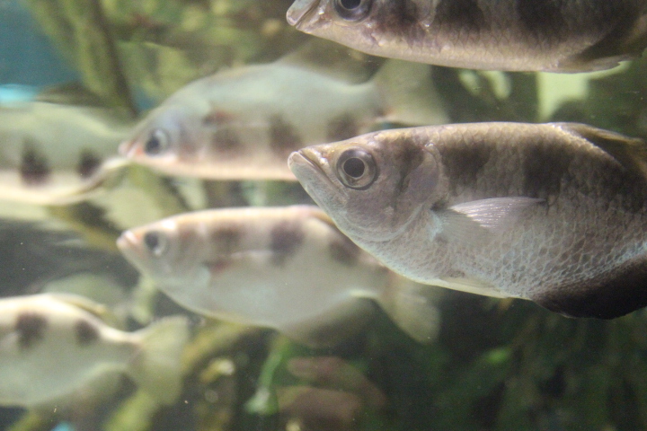 Banded archerfish (Toxotes jaculatrix)