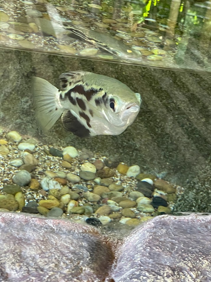 Banded Archerfish (Toxotes jaculatrix)