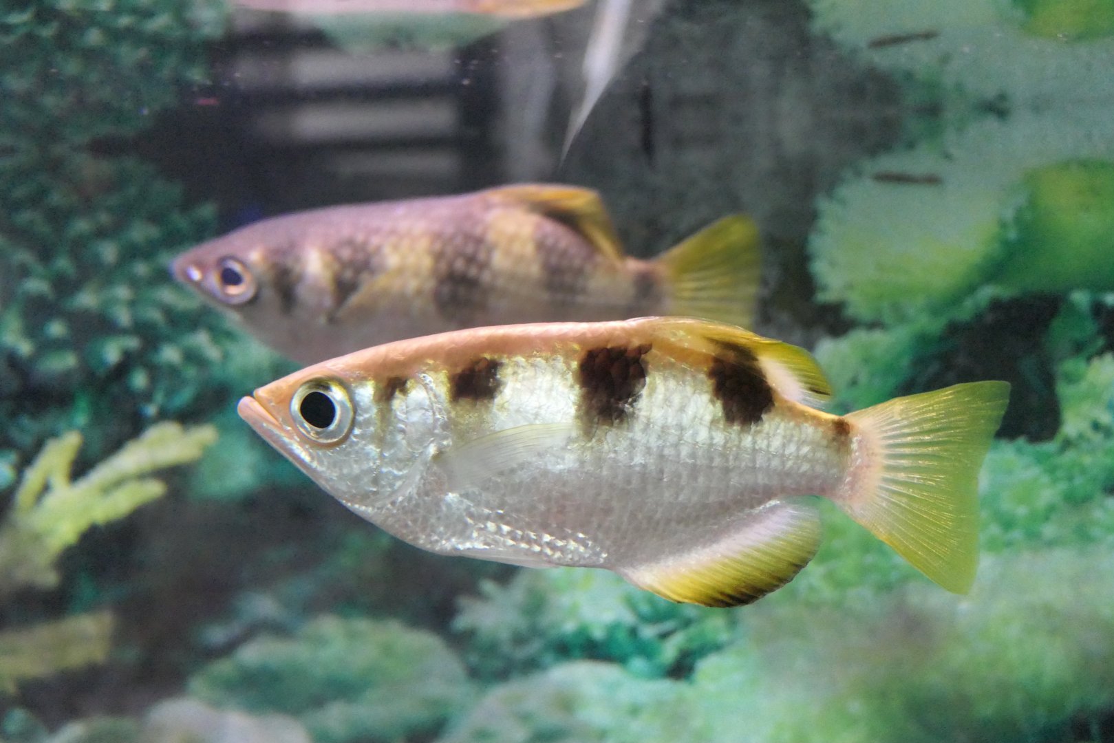 Banded Archerfish (Toxotes jaculatrix)
