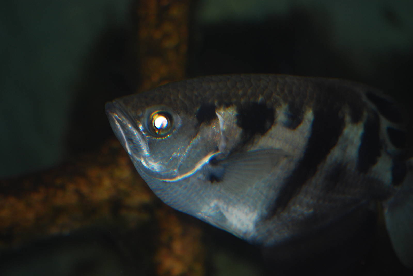 Banded archerfish